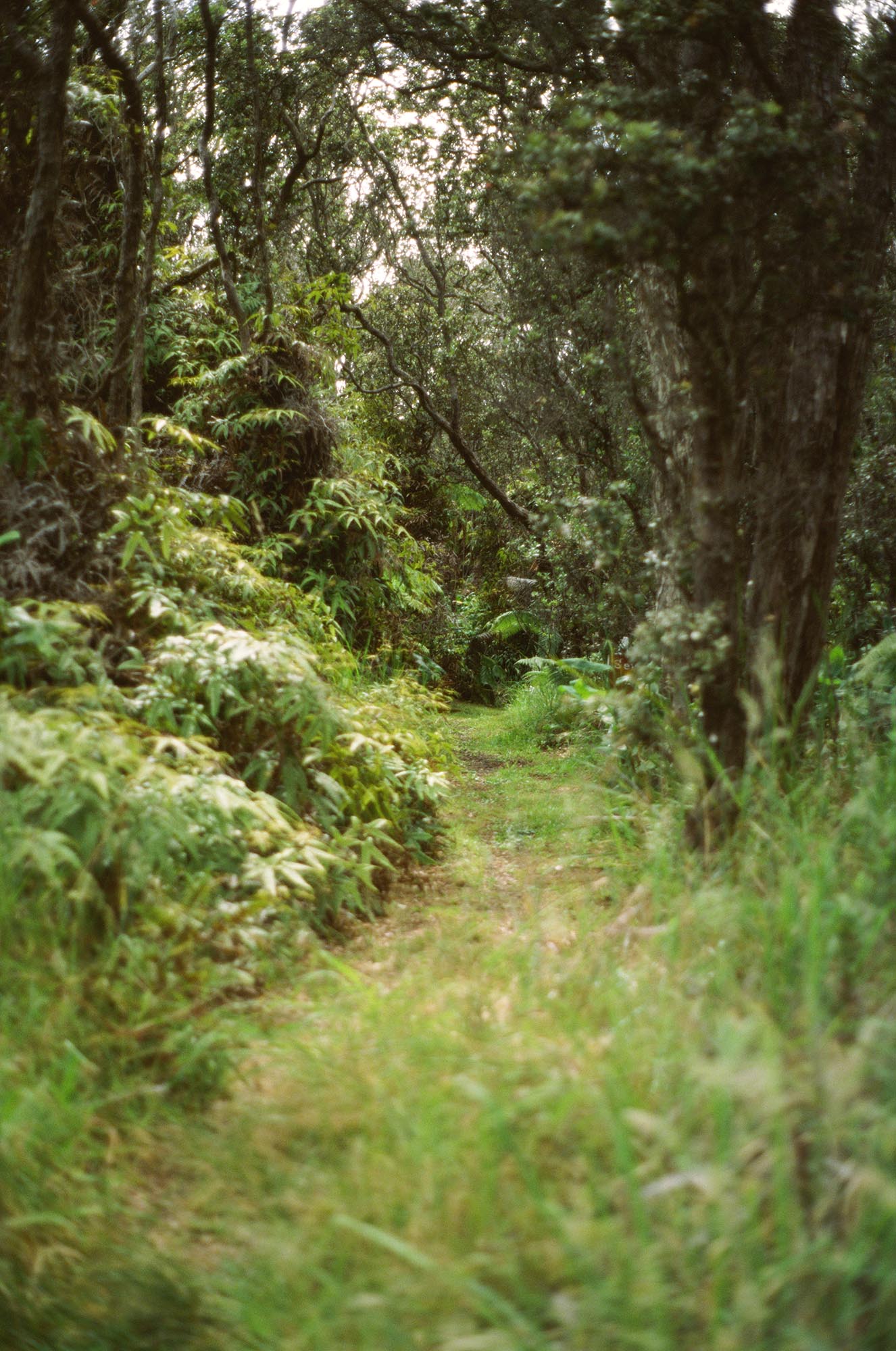 A lush hiking path overgrown with trees and plants